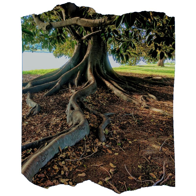 Modulo 1 - Radicamento