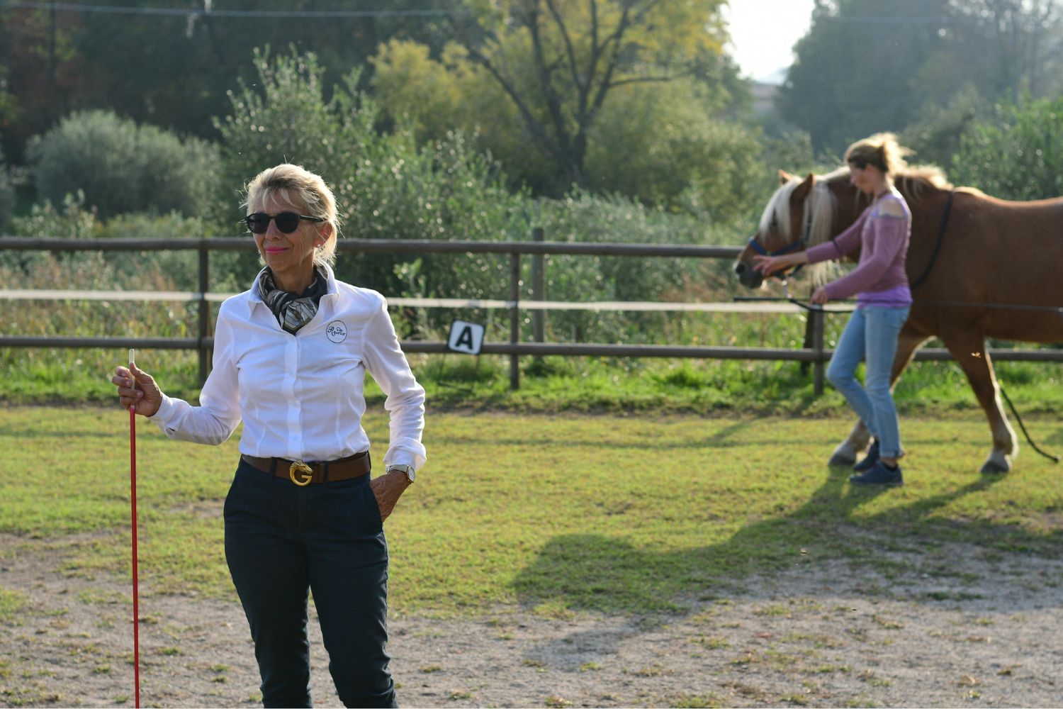 Training dal vivo con i cavalli